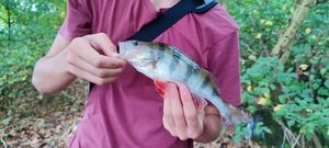 European Perch