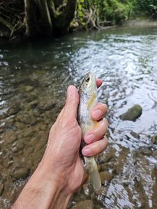Brown Trout
