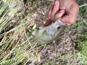 Largemouth Bass