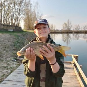 Common Carp