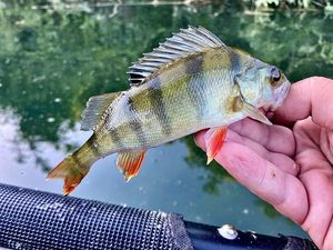 European Perch