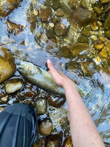 Brown Trout