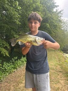 Largemouth Bass