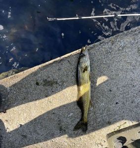 Walleye
