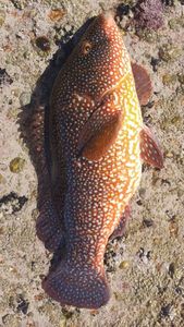 Ballan Wrasse