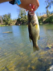 Largemouth Bass
