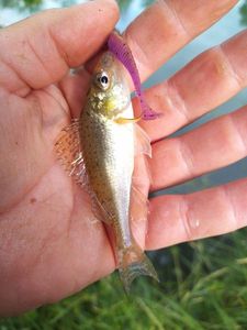 Ruffe