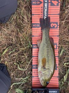 Largemouth Bass