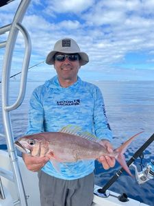 Pacific Cubera Snapper