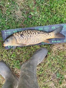 Mirror Carp