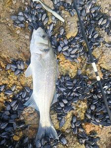 European Bass (Seabass)