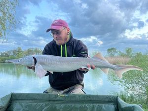 Sturgeon