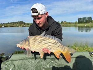 Common Carp
