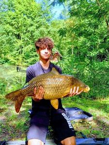 Common Carp