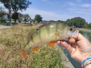 European Perch