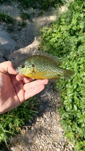 Green Sunfish
