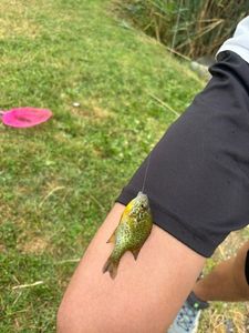 Pumpkinseed