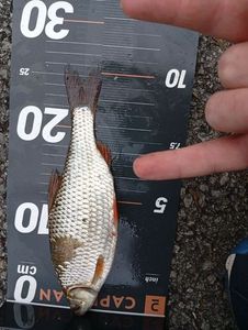Roach