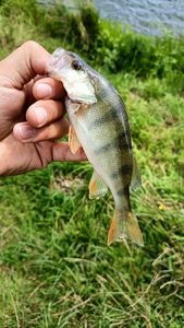 European Perch