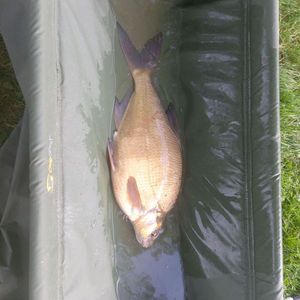 Common Bream