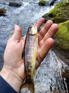 Brown Trout