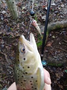 Brown Trout
