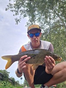 Common Carp