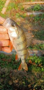 European Perch