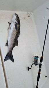 European Bass (Seabass)