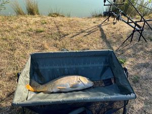 Leather Carp