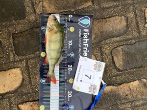 European Perch