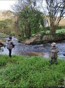 Brown Trout