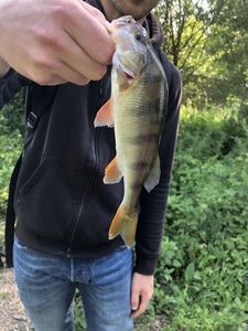 European Perch