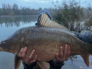 Mirror Carp