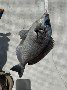 Black Seabream