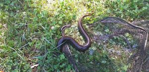 European Eel (Common Eel)