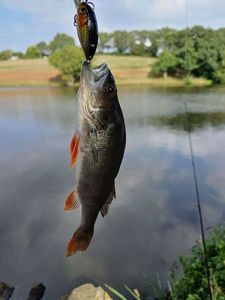 European Perch