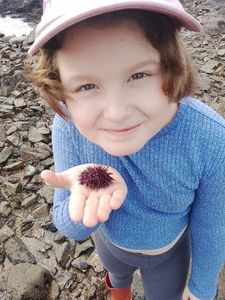 Rock Sea Urchin
