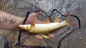 Barbel