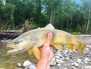 Brown Trout