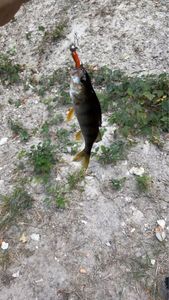 European Perch