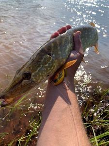 Northern Pike