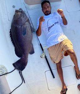 Eight bar grouper