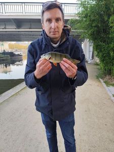 European Perch