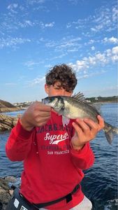 European Bass (Seabass)