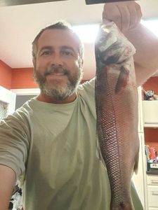 European Bass (Seabass)