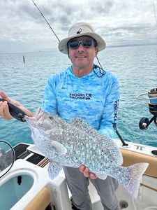 White Grouper