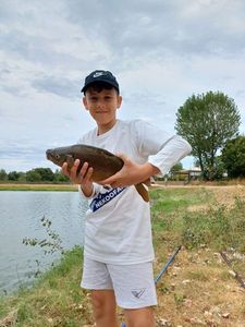Mirror Carp