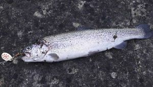 Rainbow Trout