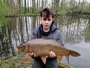 Common Carp